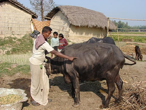 Over 20 per cent of the total meat produced in India comes from buffaloes (Credit: Sujit Kumar Singh/CSE)