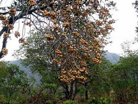 An Uapaca kirkiana (masuku) tree in Dedza, Malawi. It is one of the top three most preferred indigenous fruit trees in southern Africa
Credit: Jarret Mhango