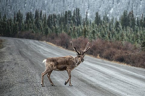 Species may need to migrate to more suitable habitats to escape harsh environments. Credit: Denali National Park / Flicker 