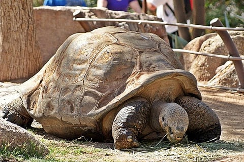 Over the past 200 years, hunting and invasive species reduced giant tortoise populations by an estimated 90 percent, destroying several species and pushing others to the brink of extinction
Credit: Sergei ~ 5of7/Flickr