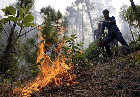 There are also speculations that uncontrolled growth of lantana and rubbing of dry bamboo caused the fire. Credit: Vikas Chaudhury / CSE