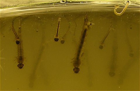 So far, there has been very little effort to promote them as biological control agent against vector mosquitoes. Credit: Enrique Dans / Flicker