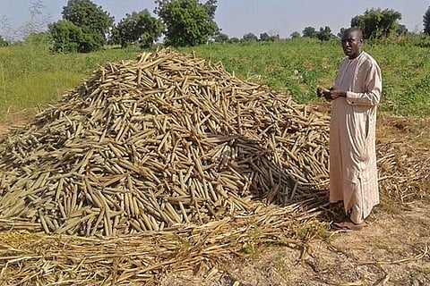 Violence related to Boko Haram in northeastern Nigeria has spilled over to parts of neighbouring countries in the Lake Chad Basin
Credit: FAO in emergencies