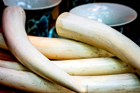 A ban on all domestic ivory products was passed by the International Union for Conservation of Nature in 2016 (Credit: iStock)