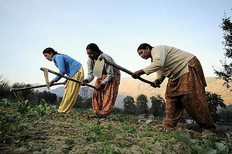 Women also spend about 3,300 hours more in the fields during a crop season as against 1,860 hours spent by men
Credit: CIAT