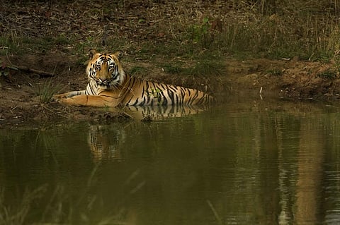 By conserving megafauna, we also conserve birds, amphibians, reptiles, as well as a variety of ecosystem processes. Credit: Kalyan Verma
