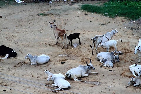 Once a cow turns unproductive, it becomes expensive to maintain it. Credit: Swaminathan/ Flicker