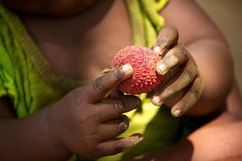 According to the study, presence of a naturally-occurring fruit-based toxins in litchis causes hypoglycaemia and metabolic derangement. Credit: Dormiveglia / Flicker