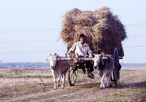 Government has also announced guaranteed procurement of 8 million tonnes of food grains this harvesting season. Credit: Diganta Talukdar / Flicker 