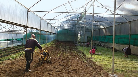 A man operates a
power tiller at a government farm in North Sikkim. A CSE survey shows that unlike privately owned farms, government farms are well-stocked with bio-fertilisers and bio-pesticides (Photographs: Sonam Taneja)