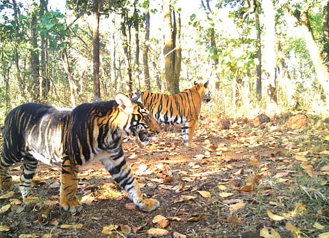 A melanistic tiger
at the Similipal
Tiger Reserve
photographed
through the camera
trap method (Courtesy; Similipal Tiger Reserve)
