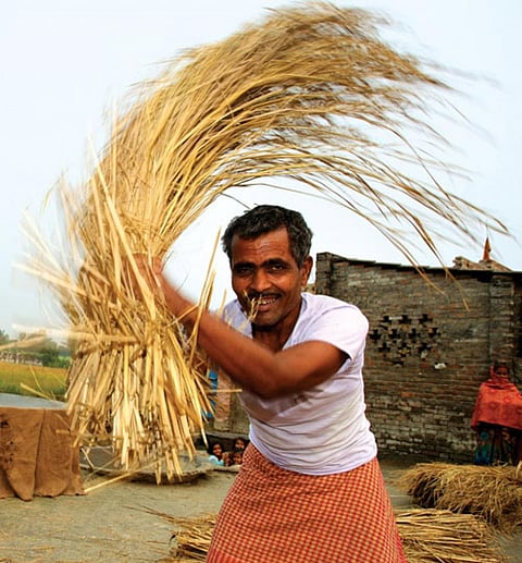 Should farmers get steady income? 