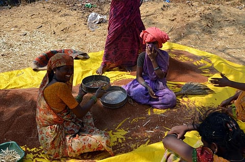 Millets are low-risk crops and are resilient to climate change. Credit: Chris Finlan / Flicker