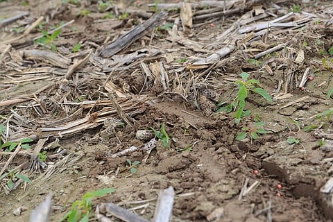 Agricultural myths hinder recognizing the potential to restore degraded soils to feed the world using fewer agrochemicals
Credit: United Soybean Board/Flickr