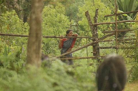 The order is already starting to have implications on forest rights of communities living inside CTHs. Credit: Agnimirh Basu / CSE