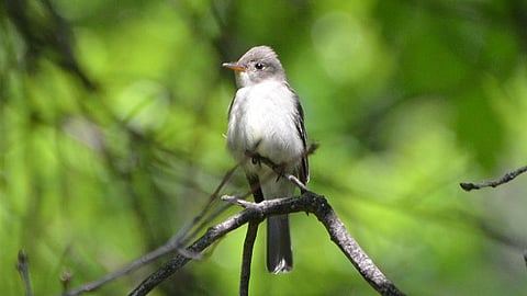 Eastern wood pewee is a small flycatcher bird distinguished most easily by its calls (Credit: Andy Reago & Chrissy McClarren/Flickr) 