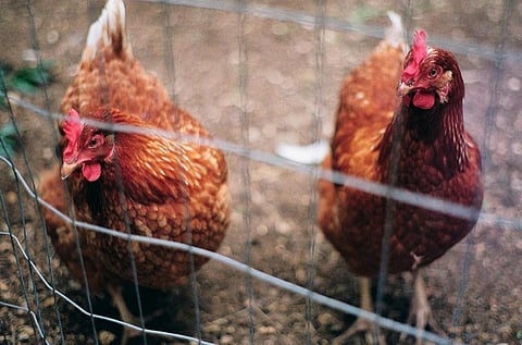 Besides misuse of antibiotics in human health, its misuse in food animal production such as in case of chicken, fish, dairy and honey also adds to the problem
Credit: gina pina/Flickr