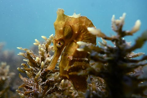 Habitat-forming species like kelp forests and coral reefs are more likely to disappear with rising CO₂ emissions. Credit:  Sylke Rohrlach / Flickr