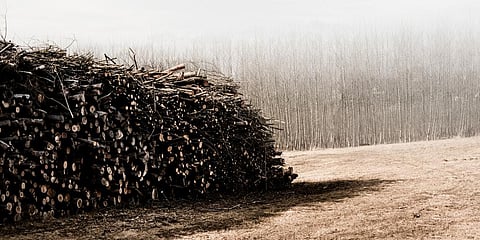 Farmers face many problems in harvesting and transporting their produce due to existing regulations. The draft law aims to overhaul these to boost the agro-forestry sector. Credit: Bernd Thaller/Flickr
