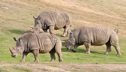 Taking rhinos from Africa and transporting them to foreign countries extends the history of exploitation of Africa’s resources. Credit: Ted / Flickr