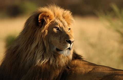 Some megafauna species are dangerous and costly for humans to live with (Credit: Thinkstock) 