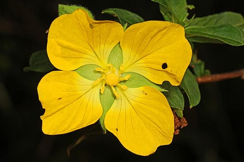 Primrose yellow  Credit: Flickr