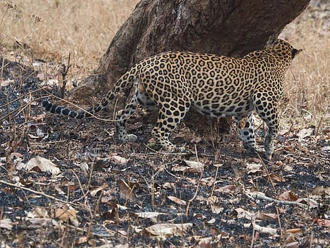 Over the last one year, leopards have killed around 12 people in the Rajaji Tiger Reserve. Credit: Venkat Mangudi / Flickr