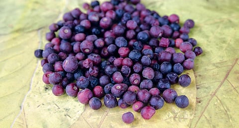The phalsa fruit cannot be
transported and has to be
consumed quickly and locally (Photo: Vikas Choudhary)