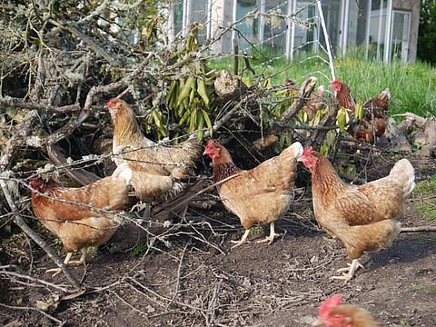 One of the key interventions proposed by India to tackle AMR is expanding the scope of WHO’s Global Antimicrobial Resistance Surveillance System to include surveillance of animals, agriculture and environment, in addition to humans
Credit: Bernard McManus/Flickr
