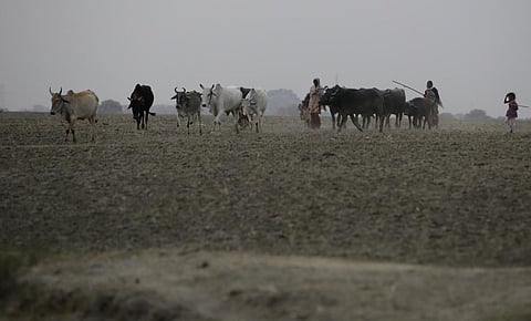 Cattle and buffaloes in Bundelkhand, Uttar Pradesh Credit: Vikas Choudhary
