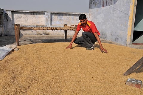 Commonly consumed crops like wheat have lower iron concentrations when grown under increased level of atmospheric CO2 Credit: Meeta Ahlawat / CSE