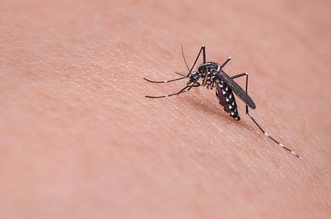 Both dengue and Zika virus are transmitted by the same mosquito, the Aedes aegypti. Credit: Pixabay 