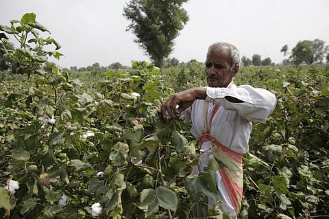 लंबे समय तक विवादों में रहे बीटी कॉटन के बीजों की मार्किटिंग में बीज कंपनियां नियमों की घोर अनदेखी Credit: Vikas Choudhary / DTE