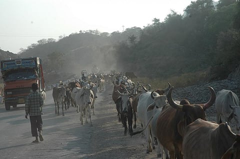 Livestock has assumed the most important role in providing employment and income generating opportunities. Credit: Samrat Mukherjee / CSE
