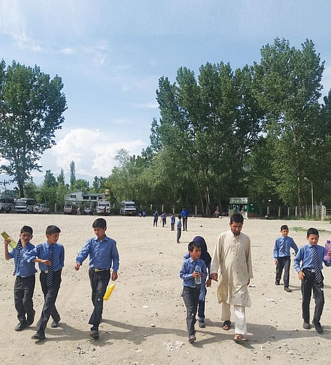 Poplar accounts for
a third of the state's
tree population (Photographs: Zehra Mohammad)