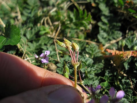 The discovery reveals a separation between components within a plant decision making centre. Credit: Harry Rose / Flickr