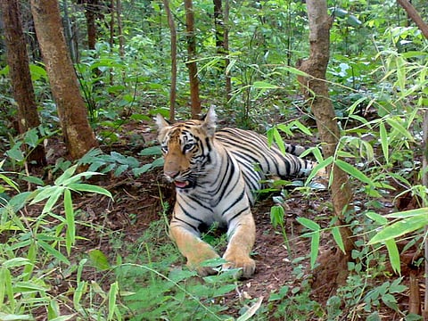 On June 23, the Principal Chief Conservator of Forests (Wildlife), Maharashtra gave the shoot-at-sight order. Credit: Wikimedia Commons