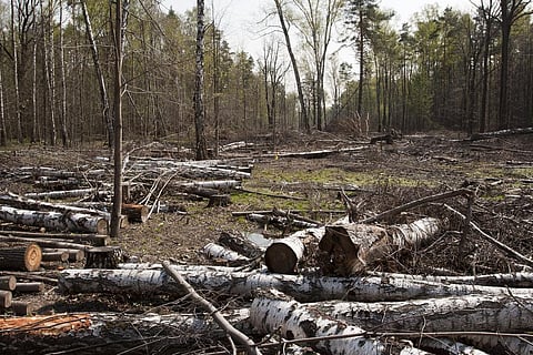 The World Heritage Convention needs to make a substantial contribution to the conservation of wilderness.