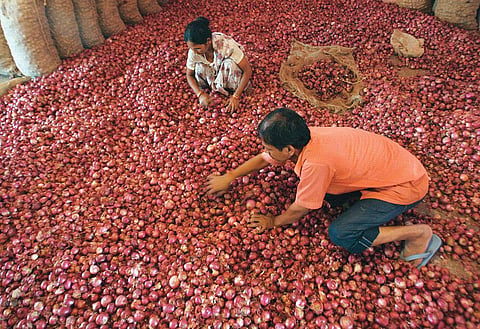The tragedy with farmers is that they earn less as they grow more. Last year, farmers of Kurnool district in Andhra Pradesh were forced to sell onions for less than  Rs 1 per kg (Photo: Reuters)