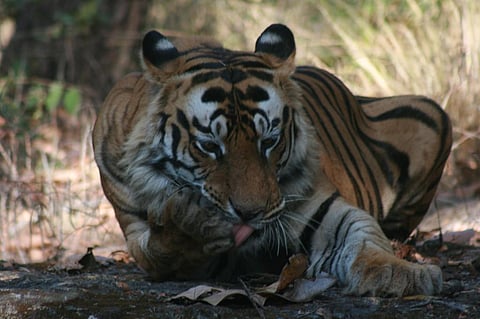 Uttarakhand has registered an increase in poaching cases from 2014 to 2016 (Credit: Sunita Narain/CSE)