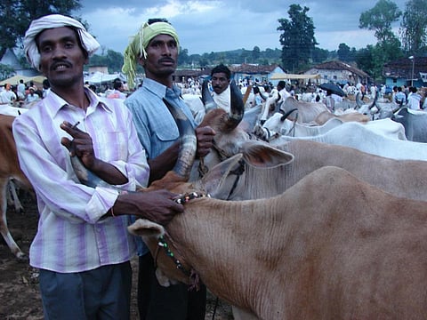 Increased cases of mob lynching and subsequent government ban on cattle trade hurt meat industry. Credit: Kumar Sambhav Shrivastava / CSE