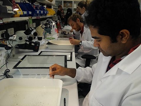 The approach developed by scientists at Monash University in Melbourne is radically different. Credit: Dinesh C Sharma/ India Science Wire