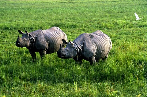Kaziranga National Park, home to rhinos, is surrounded by over 100 villages. (Credit: Anil Agarwal/CSE)