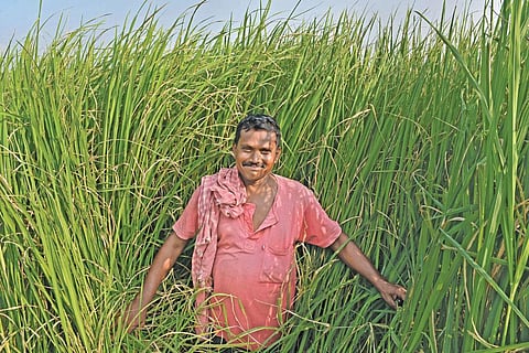 A farmer in Nadia displays his field where he has grown the rare kalabhat variety (Photo: Anupam Paul)