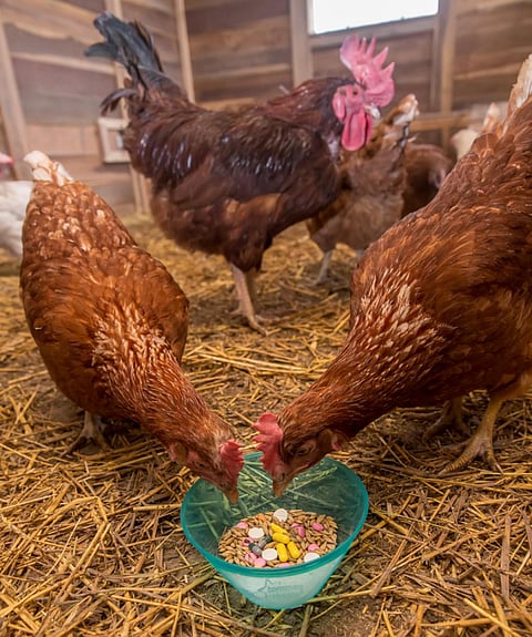 Overuse of antibiotics in poultry increasesis directly related to increasing resistance in bacteria (Credit: Thinkstock) 