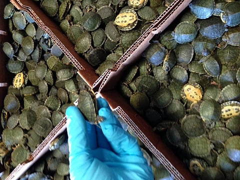Some 37,267 turtles seized between 2015 and 2016 (Credit: US Fish and Wildlife Service/Flickr) 