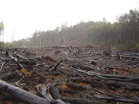 The project proponent pays compensation for diverting land for non-forest use to compensate the loss in ecosystem services (Credit: crustmania/Flickr) 