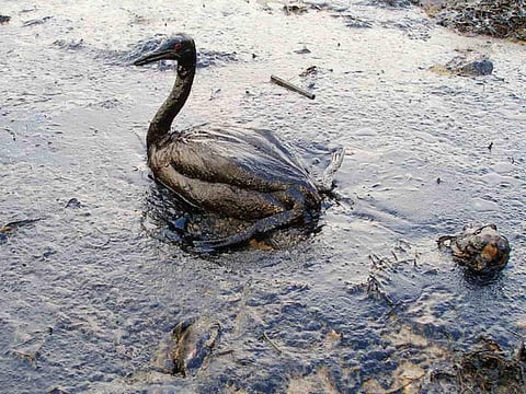 In addition to removing dyes and metals, nanomaterials can also be used to clean up oil spills. Credit: Wikimedia Commons