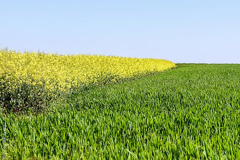 The Economic Survey has backed adoption of genetically modified seeds for increasing productivity (Credit: Giancarlo Foto4U/Flickr) 