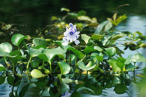 The new method uses water hyacinth, a weed known for its ability to spread rapidly over water bodies (Credit: Ted Center/Wikimedia Commons)